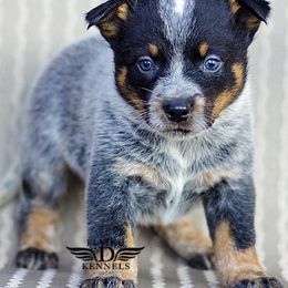 Australian Cattle Dogs and German Shepherds from Flying D Kennels