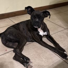 Sasha - Boxer