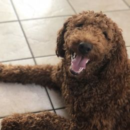 Goldendoodles from MaDoodles
