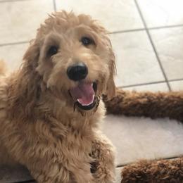 Goldendoodles from MaDoodles