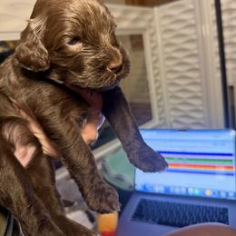 Delta - Orange Collar - Brown and white female Portuguese Water Dog puppy in Colorado Springs, Colorado from Melissa's Portuguese Water Dogs