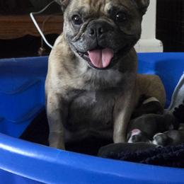 Purah - French Bulldog
