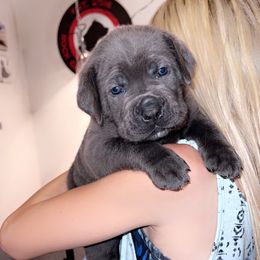 Cane Corso Puppies from Rock Creek Cane Corso