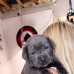 Cane Corso Puppies from Rock Creek Cane Corso