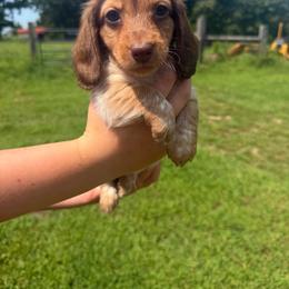 Jasper (AKC) - Piebald male Dachshund puppy in Mansfield, Missouri from Owens Farm