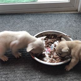French Bulldog and Rottweiler Puppies from Starkhaus Rottweilers