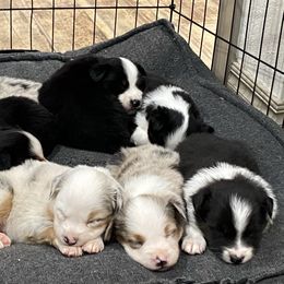 Australian Shepherd, Miniature Australian Shepherd, and Toy Australian Shepherd Puppies from Hunt Farms Mini Aussies