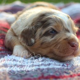 Snickers - Aussiedoodle puppy in Mountain Home, Arkansas from Amos and Oak Doodles