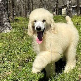 Poodles from Charnel Kennels and Grooming