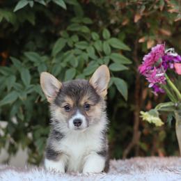 Cupcake - Black and tan female Pembroke Welsh Corgi puppy in Caliente, California from Rafter Cross 7