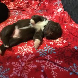Australian Shepherd Puppies from Whitney Hill Aussies
