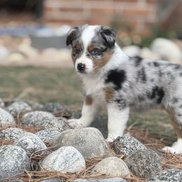 Bonnie - Blue merle female Australian Shepherd puppy in Franktown, Colorado from Double NB Livestock LLC