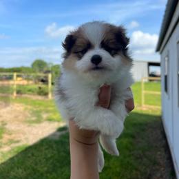 Simba - Orange parti male Pomeranian puppy in Nashville, Arkansas from Cuddles n Curls