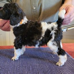 Poodle Puppies from Chapel Hill Poodles