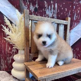 Ferrari - Chocolate female Pomsky puppy in Bucyrus, Missouri from Hill Top Pomskies