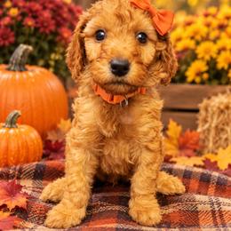 Orange collar - Red female Irish Doodle puppy in Madison, Wisconsin from Morningside Doodles