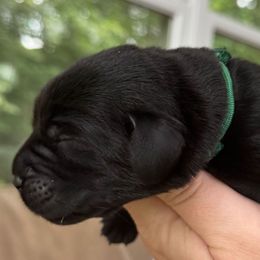 Green Collar Male - Black male Labrador Retriever puppy in Davidsonville, Maryland from Krys Ruth