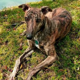 Greyhounds and Italian Greyhounds from Supernova Sighthounds