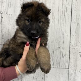 Light purple - Sable female German Shepherd puppy in Herrick, South Dakota from Dakota Shepherds Kennels