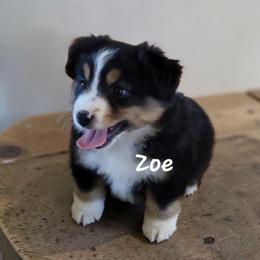 Zoe - Black tri female Miniature Australian Shepherd puppy in Waxhaw, North Carolina from Cane Creek Aussies