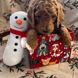Poodle Puppies from CAStandardPoodles