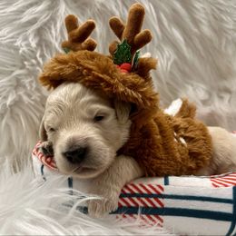 Blitzen - Cream male Goldendoodle puppy in The Woodlands, Texas from Gracie's Goldendoodles and Bernedoodles