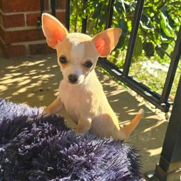Nacho - Fawn and white male Chihuahua puppy in Amity, Pennsylvania from Baxters Chihuahuas