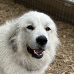 Great Pyrenees from McCarthy Ranchette