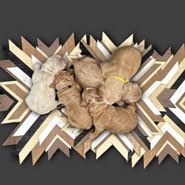 Assorted Doodle Crosses and Goldendoodles from Cynology Doodles