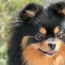 Meeka - Pomeranian