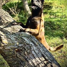 Gunner - Belgian Malinois