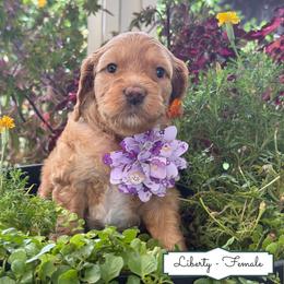 Liberty - Apricot female Australian Labradoodle puppy in Citrus Heights, California from Elite Blend Labradoodles