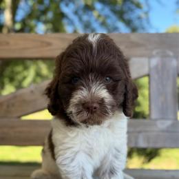 Dallas - Parti male Goldendoodle puppy in Zeeland, Michigan from Dandelion Lane Doodles