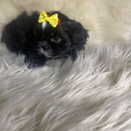 Shih Tzu Puppies from Keepin' it X-tra Shih-Tzu
