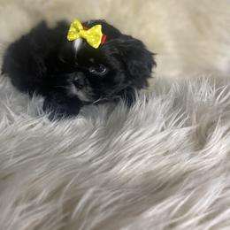 Shih Tzu Puppies from Keepin' it X-tra Shih-Tzu