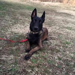 Belgian Malinois All Grown Up from Mally’s Malinois