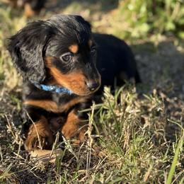 Penelope - Dachshund