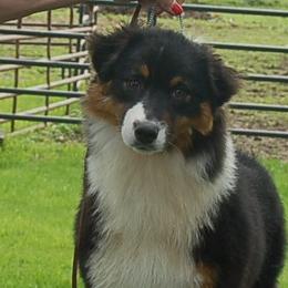 Zoey - Black tri-color Australian Shepherd puppy in Mexico, New York from Windmere Aussies