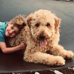 Goldendoodles from Goldendoodles406