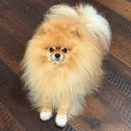 Elvis - Pomeranian