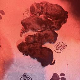 Minnie - Blue and tan female Pomeranian puppy in Lillington, North Carolina from Dignified Poms