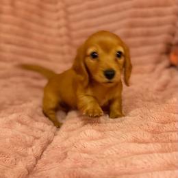 Small ee red boy - Red male Dachshund puppy in Early, Texas from The Jewelry Dox