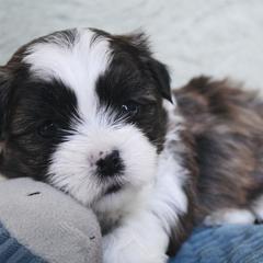 Dock - Brown male Shichon puppy in Pennsylvania from Manor Hills Shih Tzus