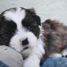 Dock - Brown male Shichon puppy in Pennsylvania from Manor Hills Shih Tzus