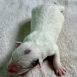 Snow - White and seal female Border Collie puppy in Rickman, Tennessee from Roaring River Border Collies