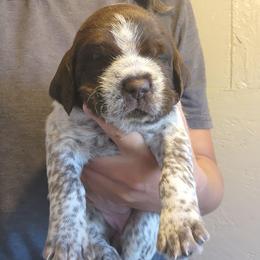 Girl 1 - Brown and gray female Wirehaired Pointing Griffon puppy in Emmett, Idaho from Idaho Wirehaired Pointing Griffons