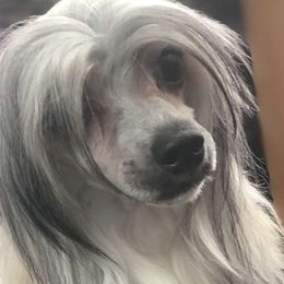 Chinese Cresteds from Aradia