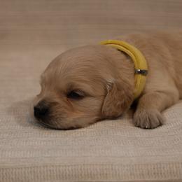 Girl 1 - Golden female Golden Retriever puppy in Payette, Idaho from Stonewick Retrievers