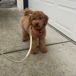 Ivy - Goldendoodle