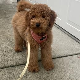Ivy - Goldendoodle
